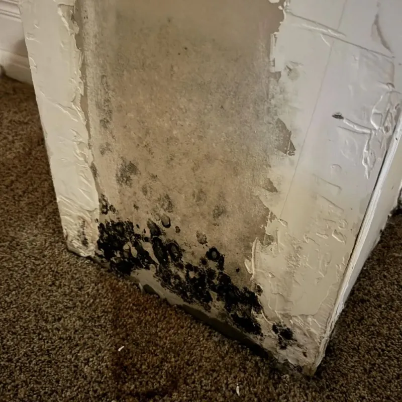 Professional Mold Removal in Richland, WA